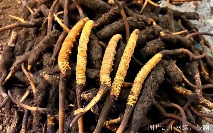 安徽進口印度中藥材報關流程_印度準予進口藥材種類