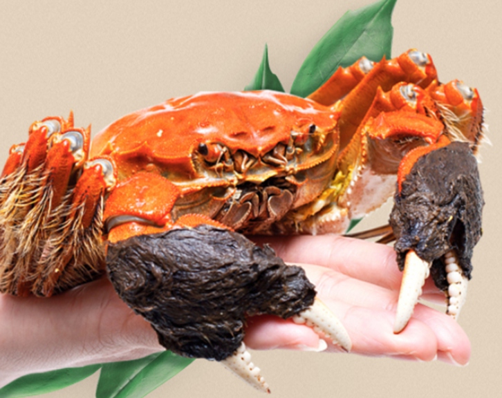 進(jìn)口鮮活螃蟹報關(guān)