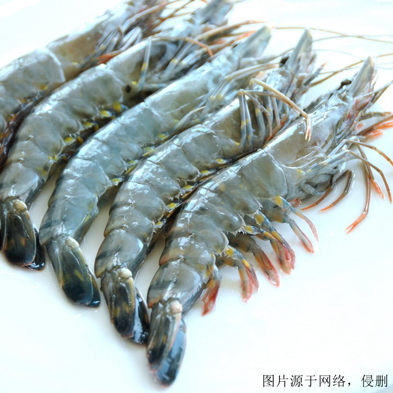 湛江進(jìn)口南美白對(duì)蝦清關(guān)流程