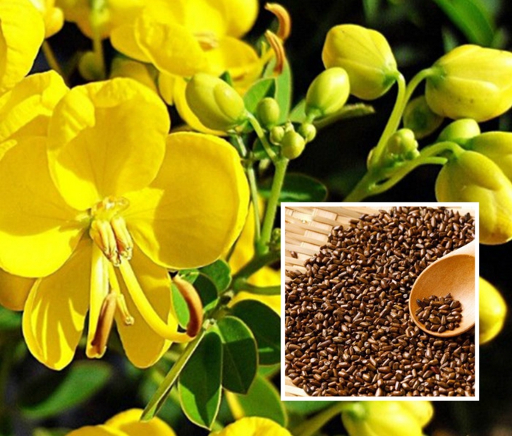 決明子進口報關流程