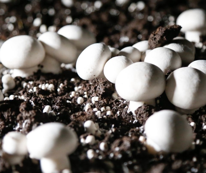 青島進口食用菌種報關公司