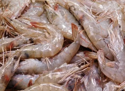 上海進(jìn)口加拿大北極蝦報關(guān)流程-20年水產(chǎn)品報關(guān)行