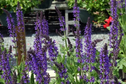 馬來西亞鼠尾草進口報關資料_廣州香料清關流程