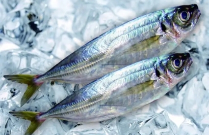 廈門港冷凍海鮮報關之前，建議了解清楚這些事