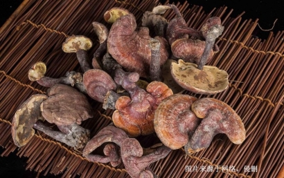 越南靈芝進(jìn)口報(bào)關(guān)資料_廣州藥食同源藥材通關(guān)要點(diǎn)