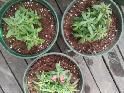 青島進(jìn)口椰糠報關(guān)公司：椰糠進(jìn)口清關(guān)流程及資料