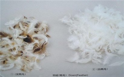 上海港鴨毛進口報關單證資料|進口鴨毛代理公司