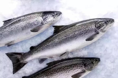 廣州進(jìn)口挪威三文魚清關(guān)流程_水產(chǎn)品空運(yùn)報關(guān)費(fèi)用