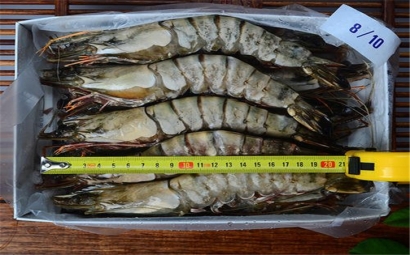 進(jìn)口泰國(guó)蝦清關(guān)流程有哪些?泰國(guó)蝦能進(jìn)口嗎?