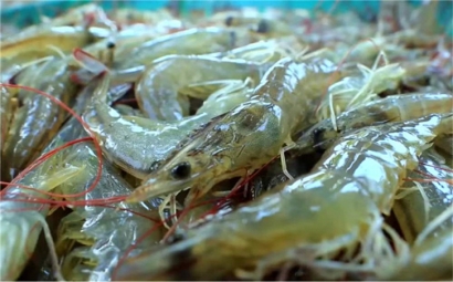 越南水產(chǎn)品進(jìn)口報關(guān)一站式代理服務(wù)