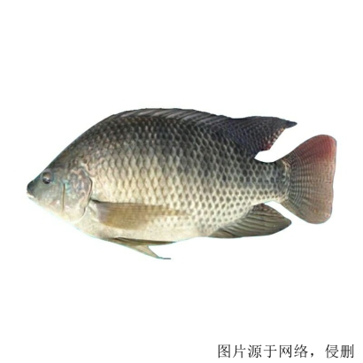 馬來西亞羅非魚進(jìn)口清關(guān)流程怎么樣，流程詳解