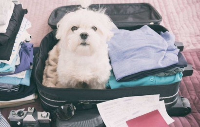 北京機場寵物進口報關流程_寵物托運回國費用