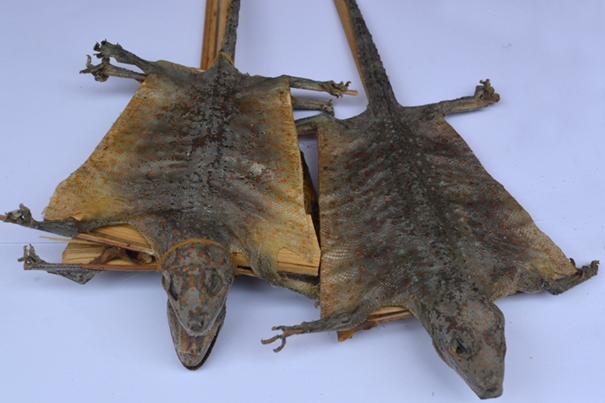 1636018164632847.jpg 泰國蛤蚧代理進口清關_副本.jpg