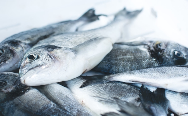 冷凍魚進(jìn)口報關(guān)