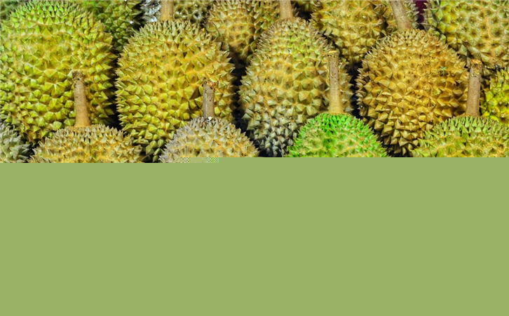 馬來西亞榴蓮進(jìn)口報(bào)關(guān)代理公司 馬來西亞榴蓮進(jìn)口報(bào)關(guān)