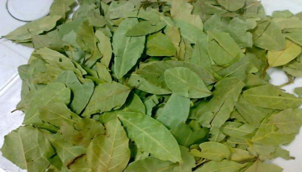 香葉進(jìn)口報(bào)關(guān)注意事項(xiàng)有哪些? 香葉進(jìn)口報(bào)關(guān)