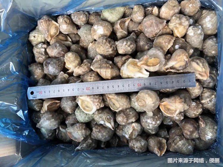 1681468539107838.jpg 廣州報(bào)關(guān)冷凍海螺肉進(jìn)口.jpg